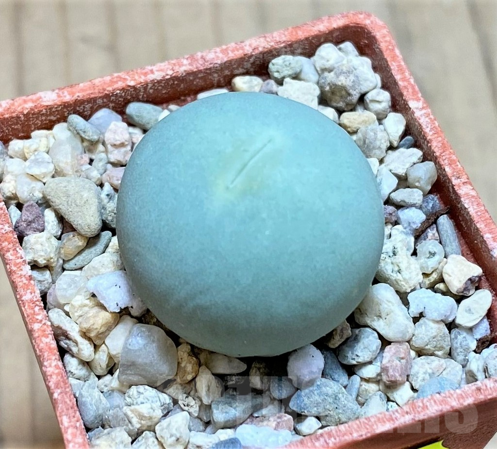 SH2158 Conophytum calculus