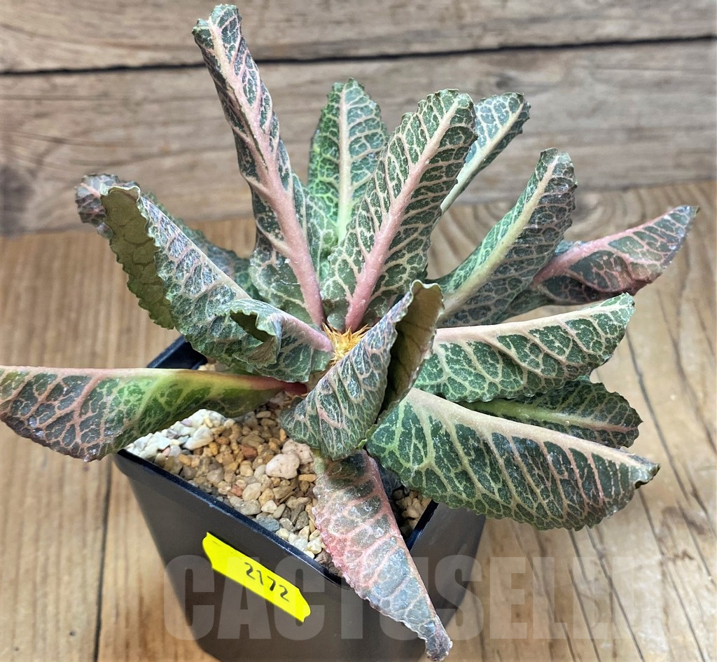 SH2172 Euphorbia francoisii – Image 2