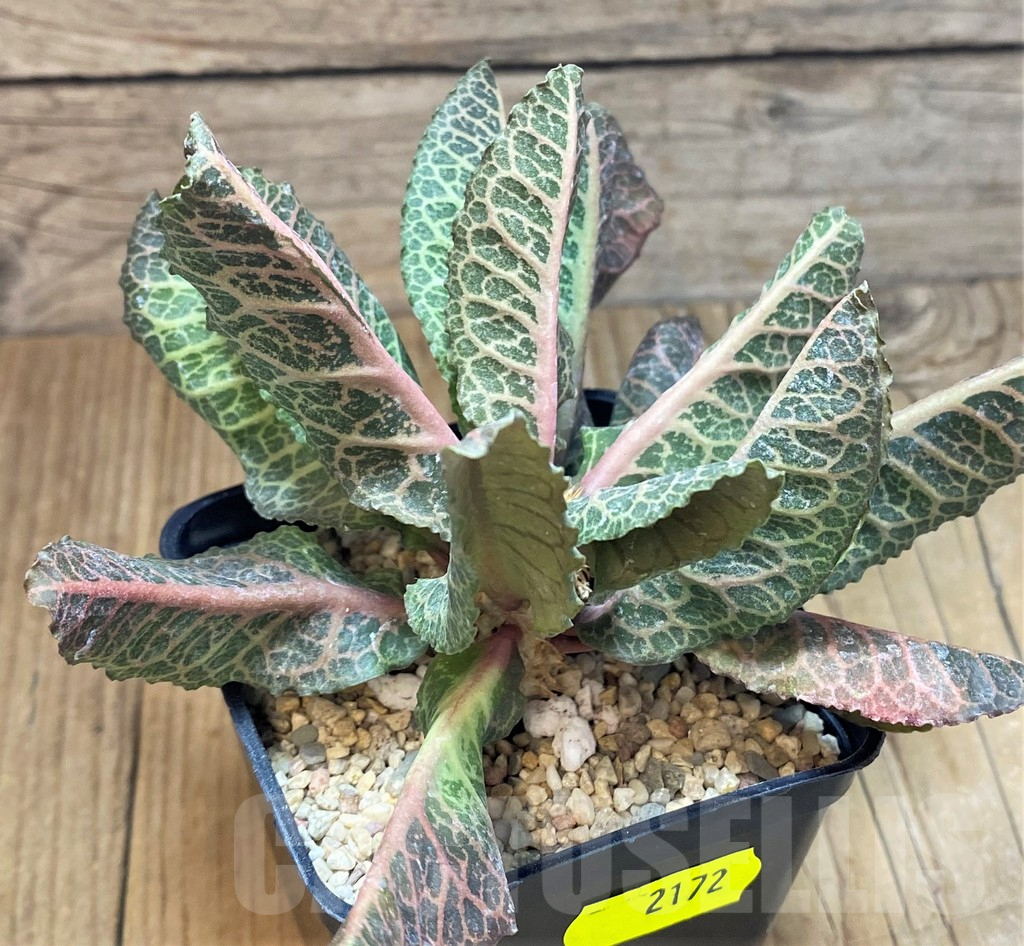 SH2172 Euphorbia francoisii