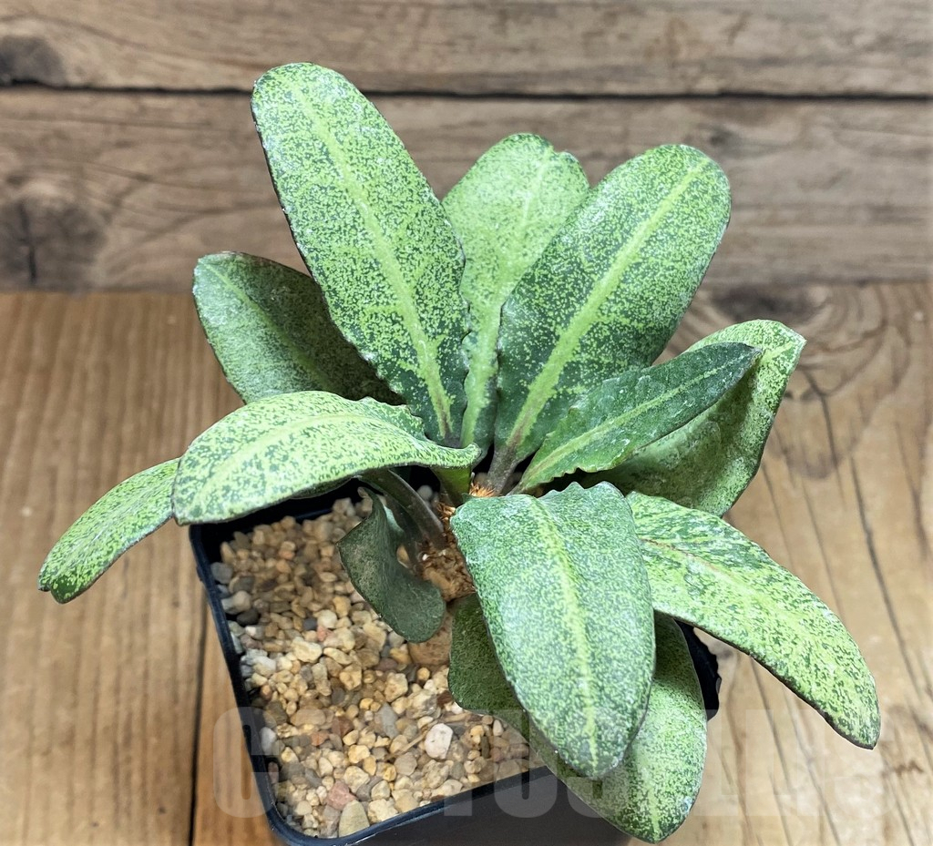 SH2173 Euphorbia francoisii - Image 2