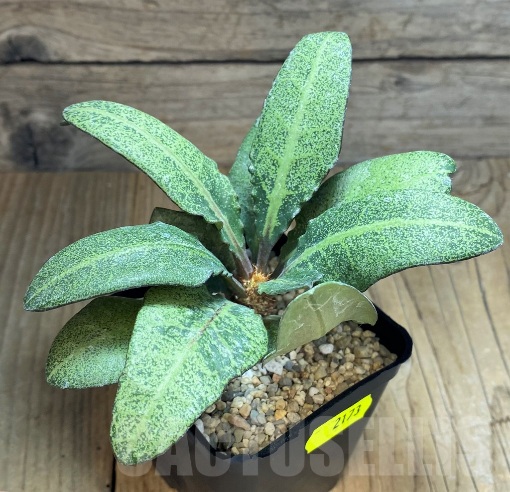 SH2173 Euphorbia francoisii