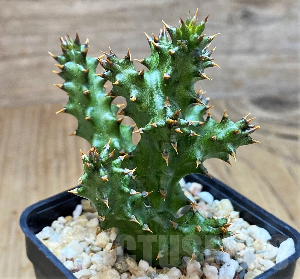 SH2174 Edithcolea grandis - Image 2