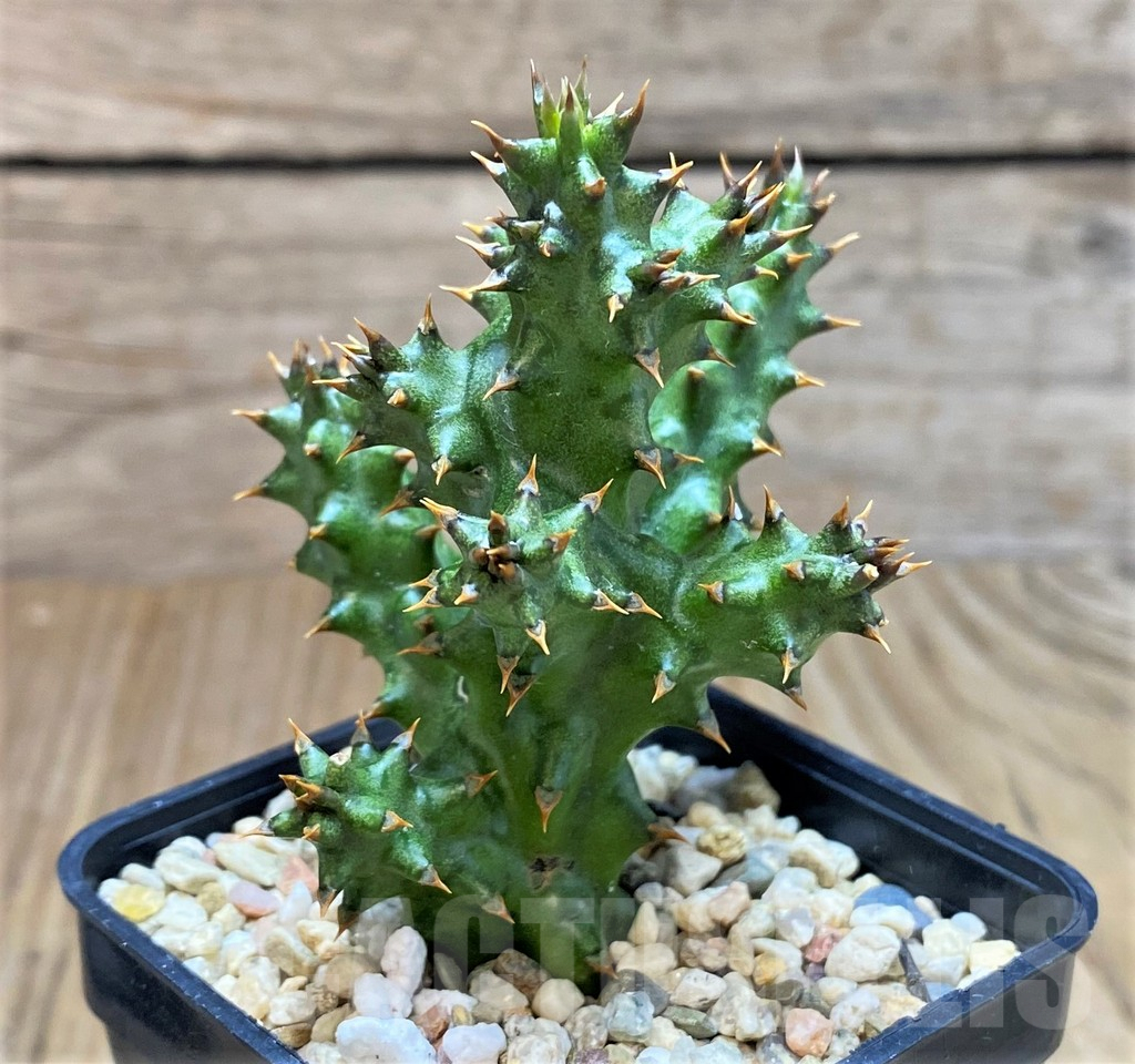 SH2174 Edithcolea grandis
