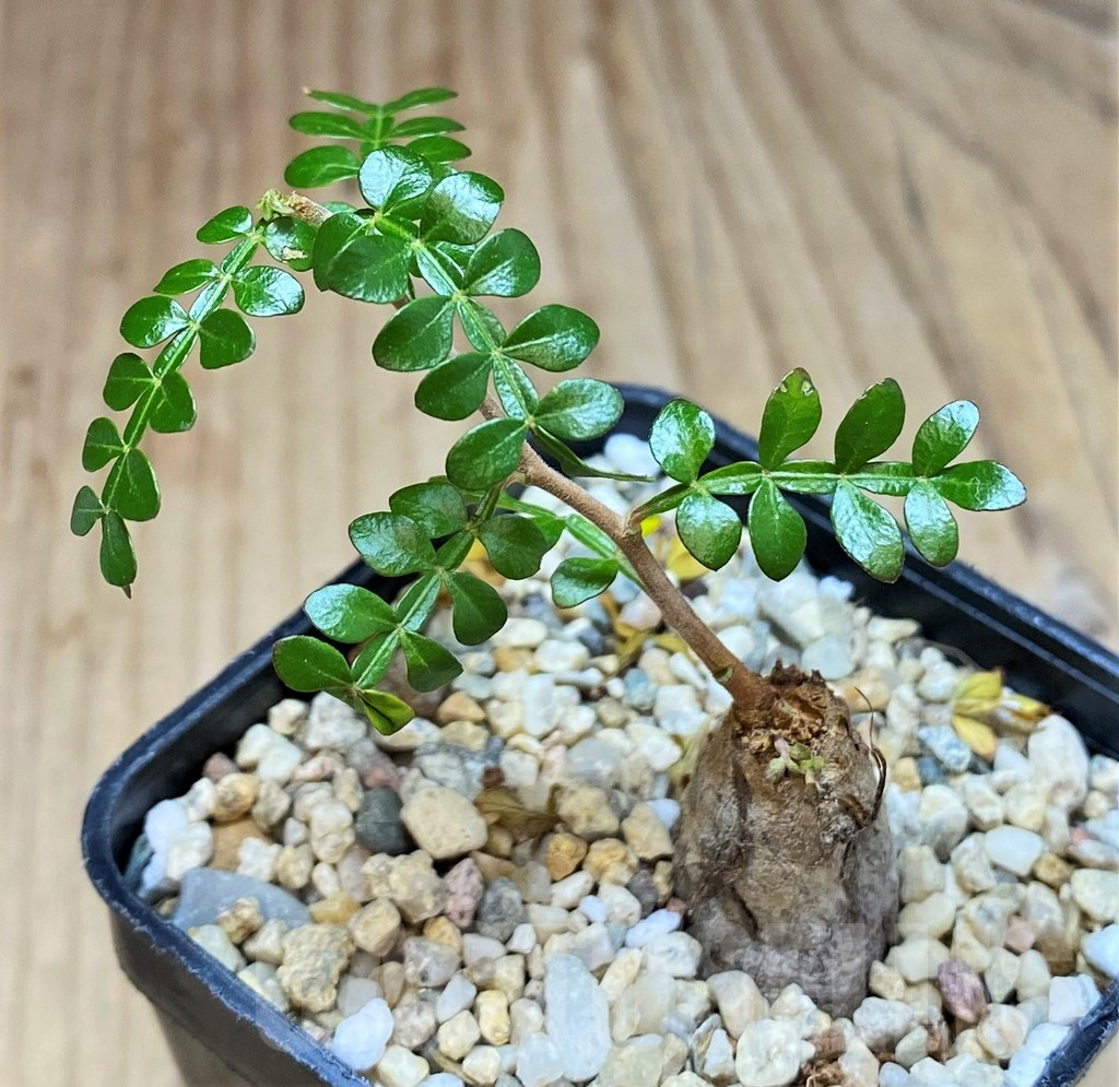 SH2176 Operculicarya decaryi - Obrázek 2