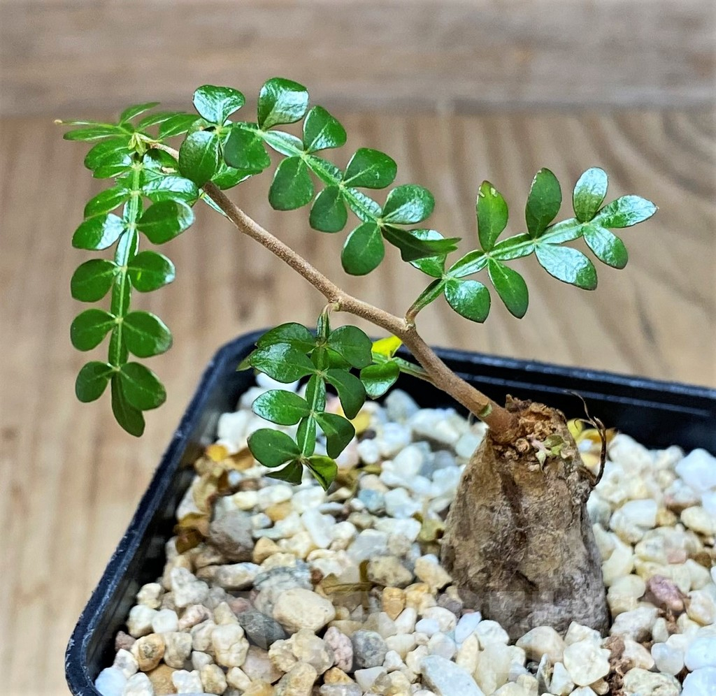 SH2176 Operculicarya decaryi