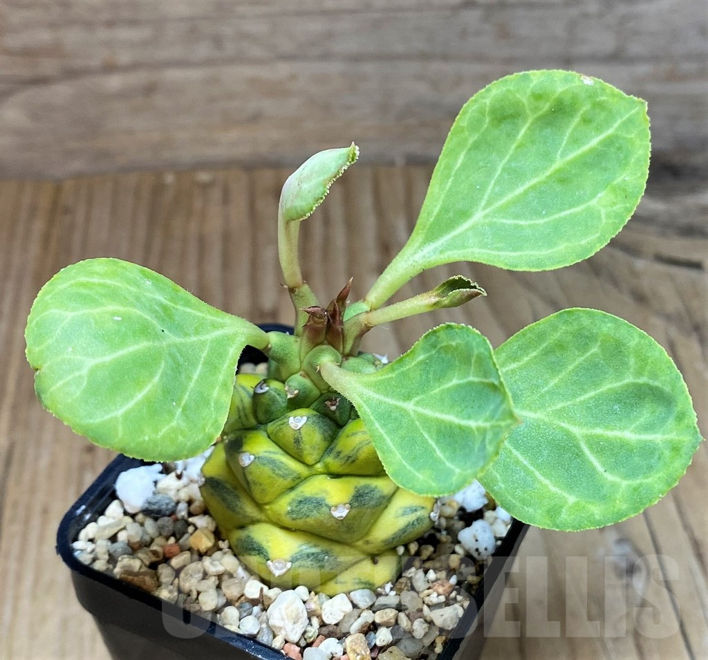 SH2177 Monadenium ritchiei f. variegata - immagine 2