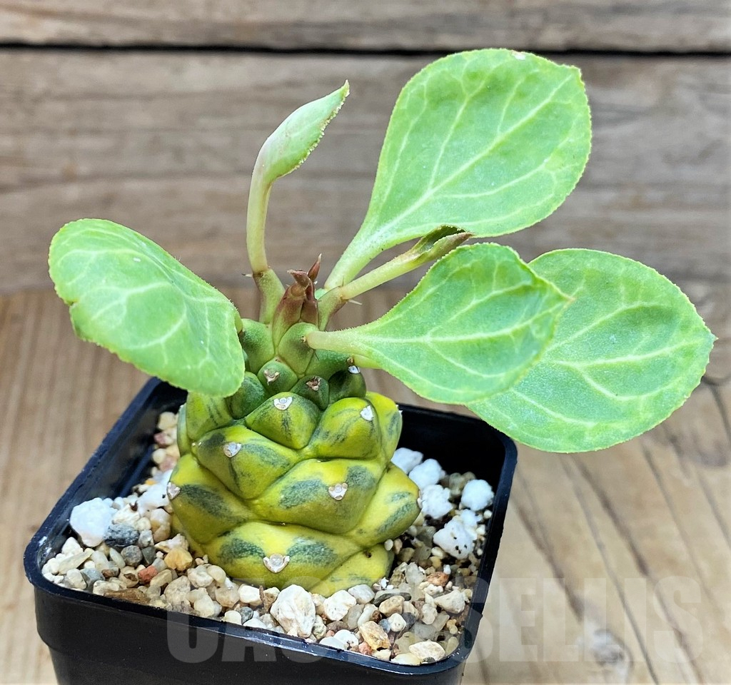 SH2177 Monadenium ritchiei f. variegata