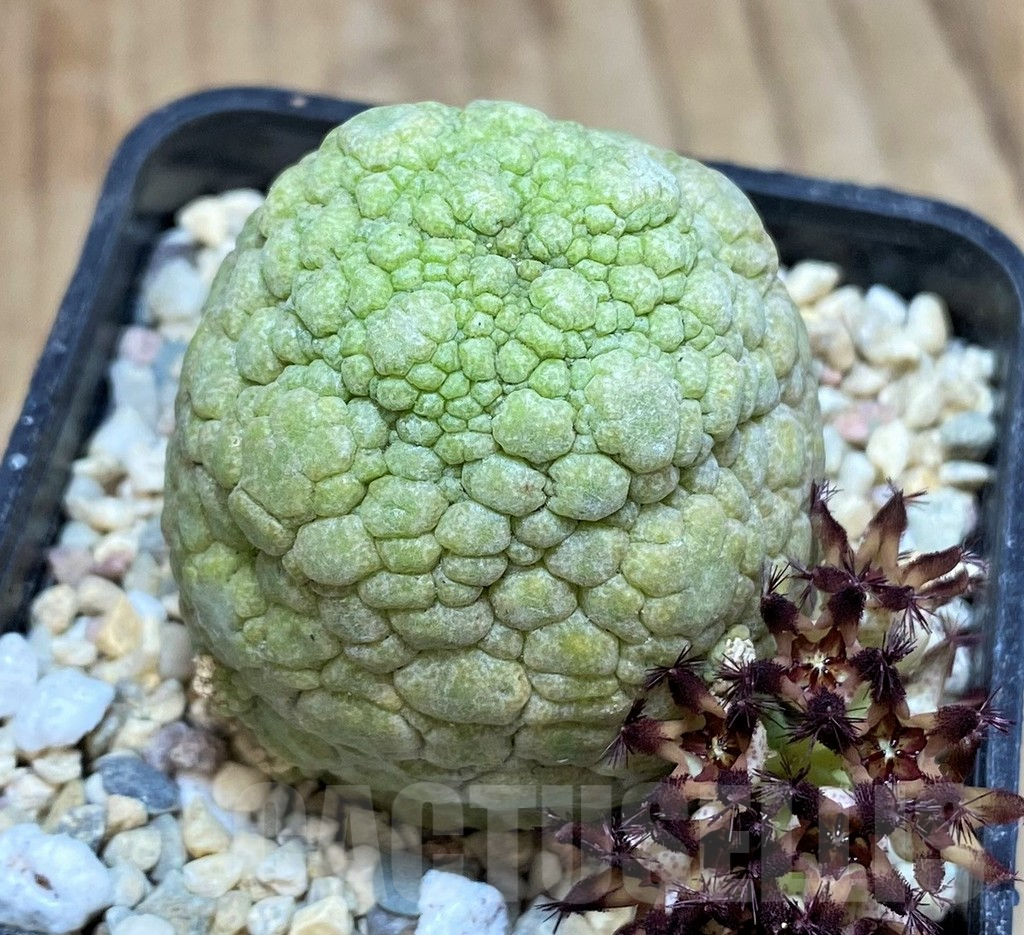 SH2161 Pseudolithos migiurtinus