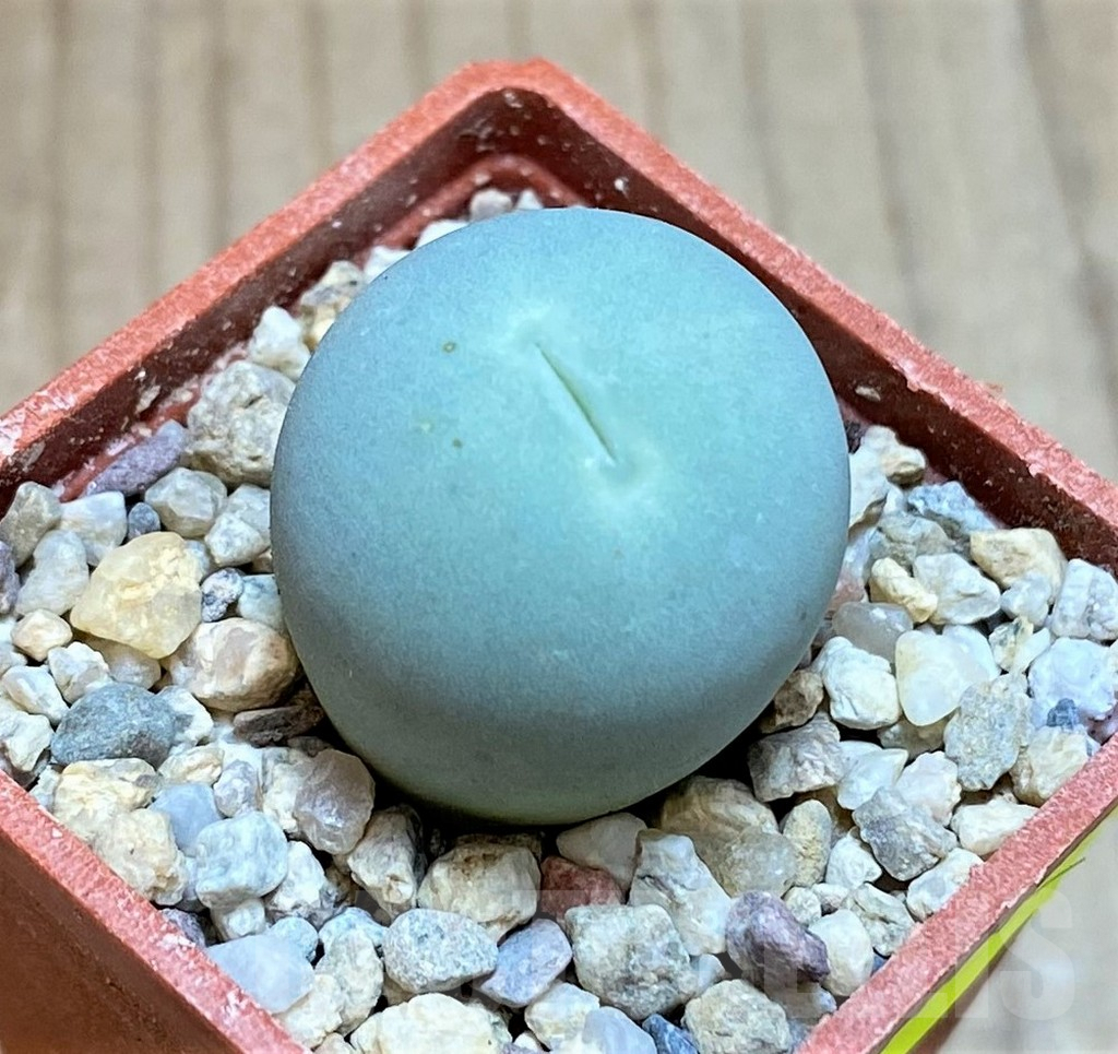 SH2159 Conophytum calculus