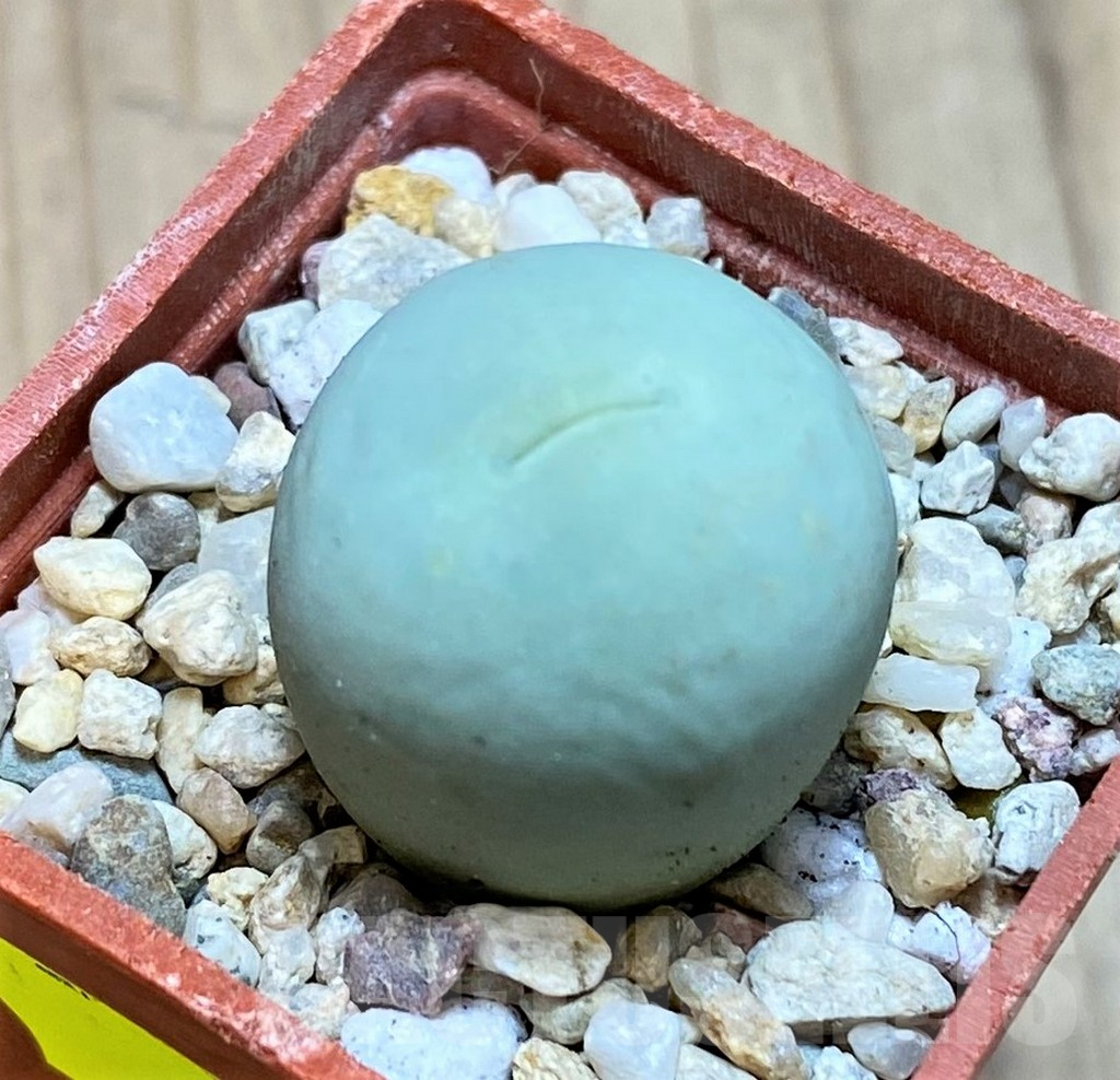 SH2160 Conophytum calculus