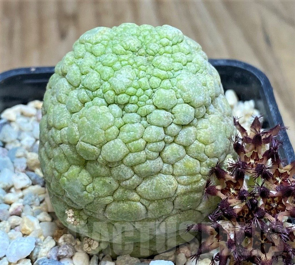 SH2161 Pseudolithos migiurtinus - immagine 2