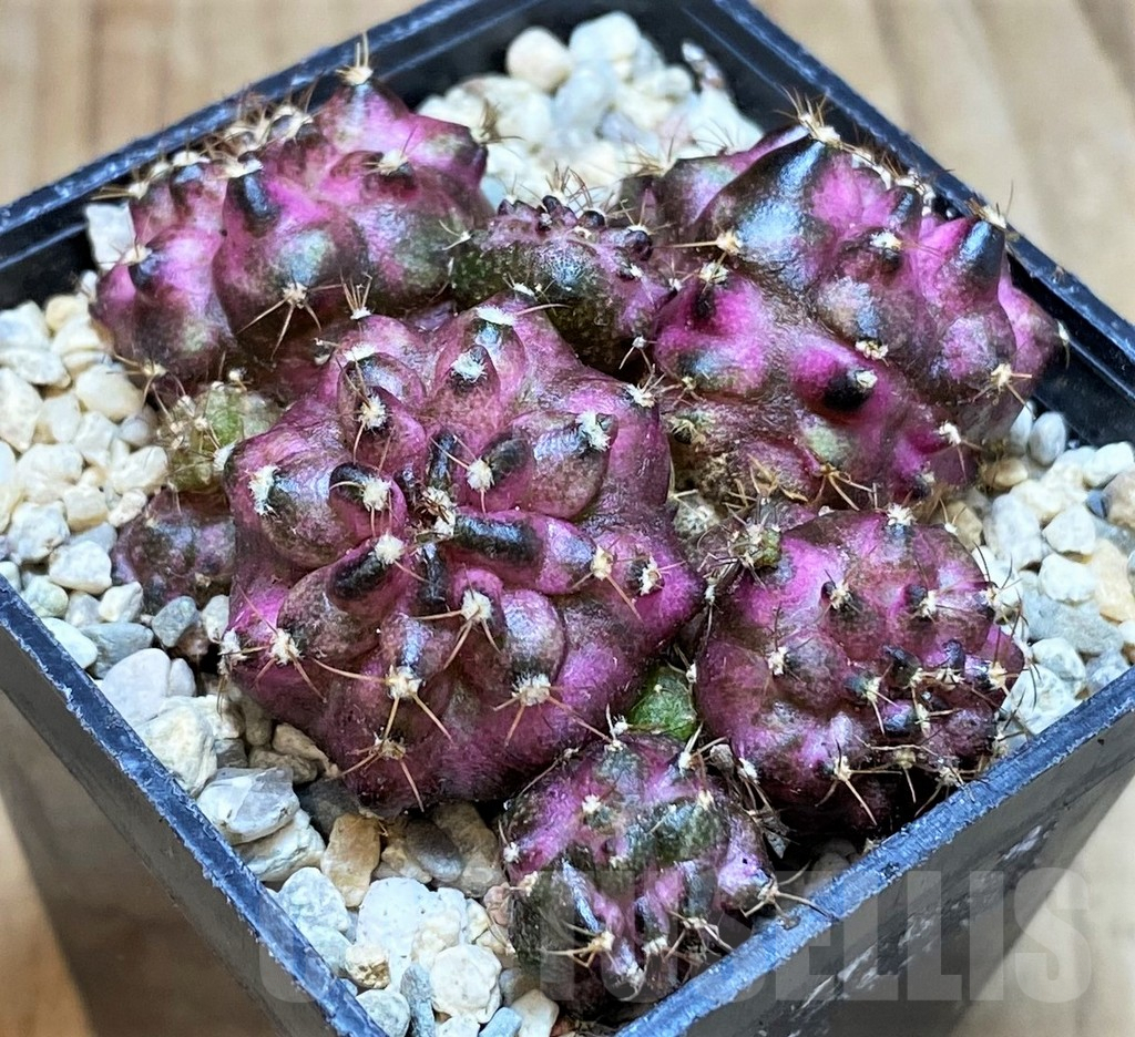 SH2181 Gymnocalycium mihanovichii T-lux hybrid, seedling