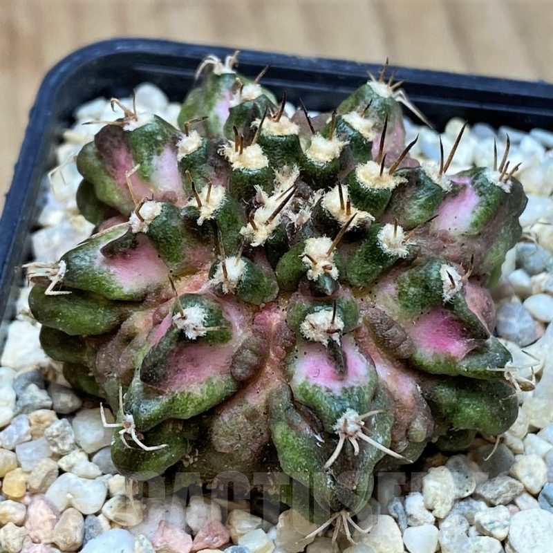 SH2184 Gymnocalycium mihanovichii T-rex hybrid, seedling