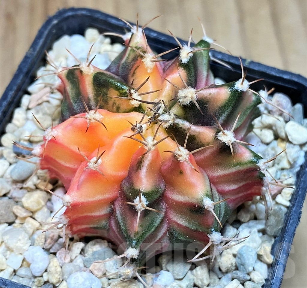 SH2186 Gymnocalycium mihanovichii f. variegata, seedling - Obrázek 2