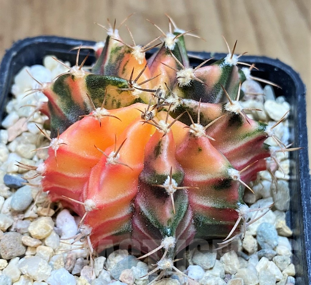 SH2186 Gymnocalycium mihanovichii f. variegata, seedling