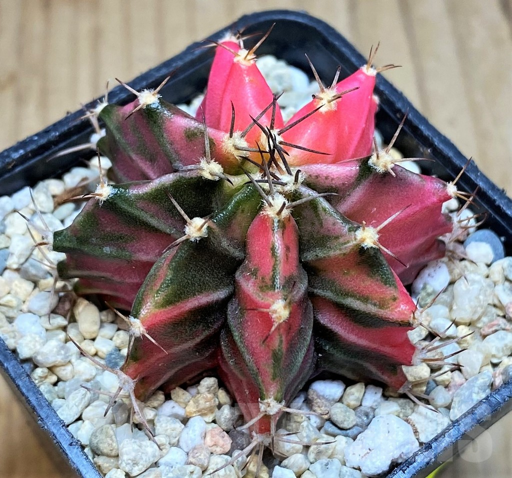 SH2187 Gymnocalycium mihanovichii f. variegata, seedling - immagine 2