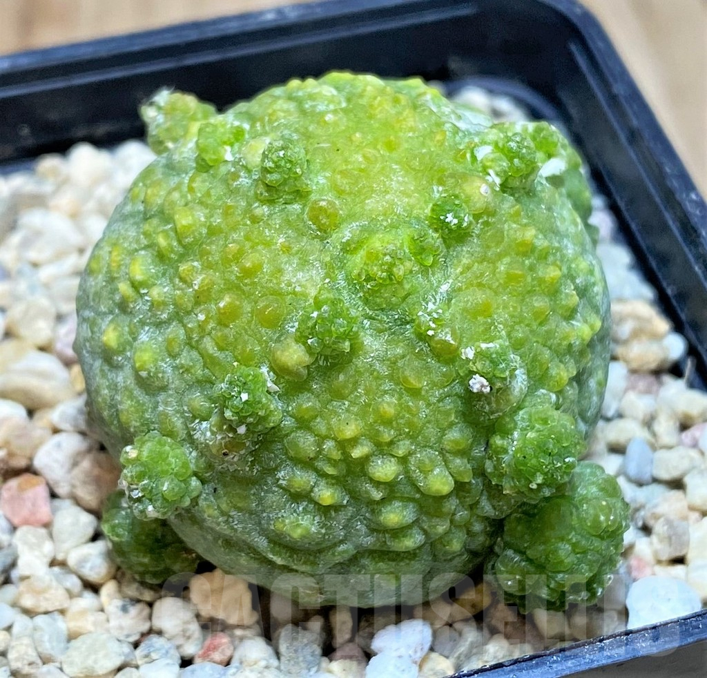 SH2162 Pseudolithos migiurtinus - Obrázek 2