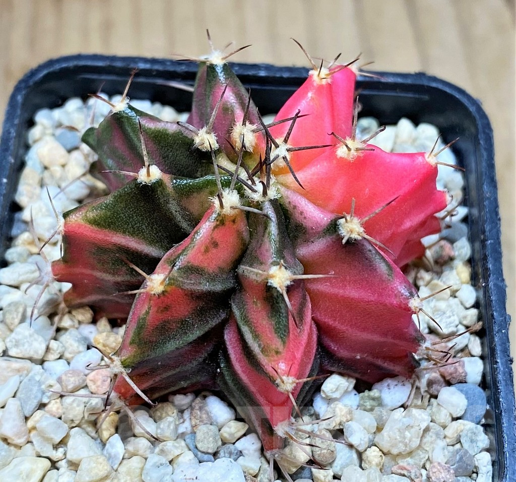 SH2187 Gymnocalycium mihanovichii f. variegata, seedling