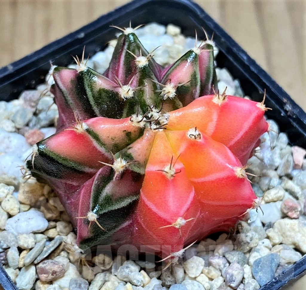 SH2188 Gymnocalycium mihanovichii f. variegata, seedling - immagine 2