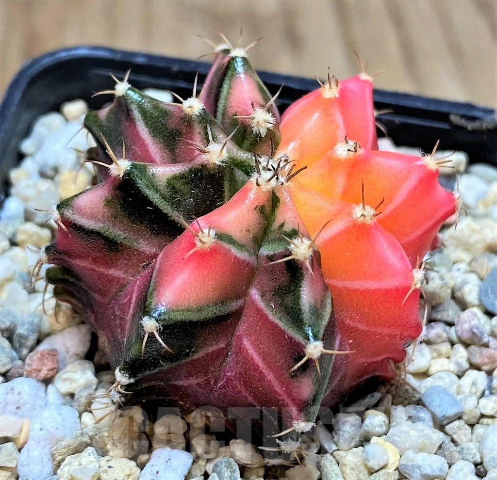 SH2188 Gymnocalycium mihanovichii f. variegata, seedling