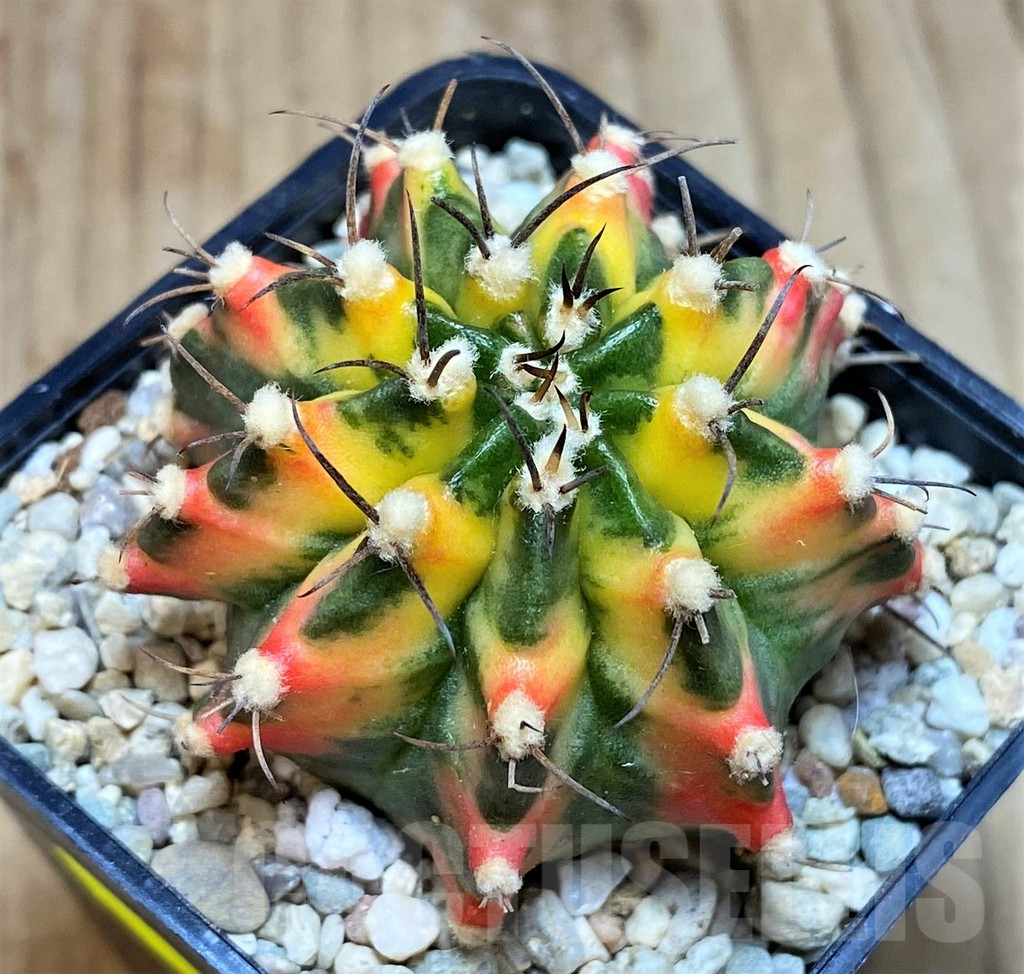 SH2190 Gymnocalycium mihanovichii f. variegata, seedling - immagine 2