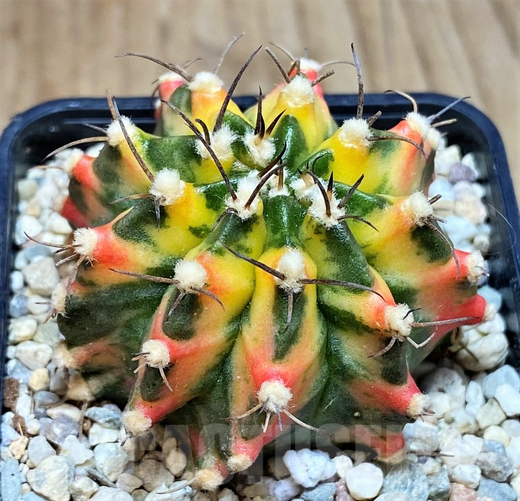 SH2190 Gymnocalycium mihanovichii f. variegata, seedling