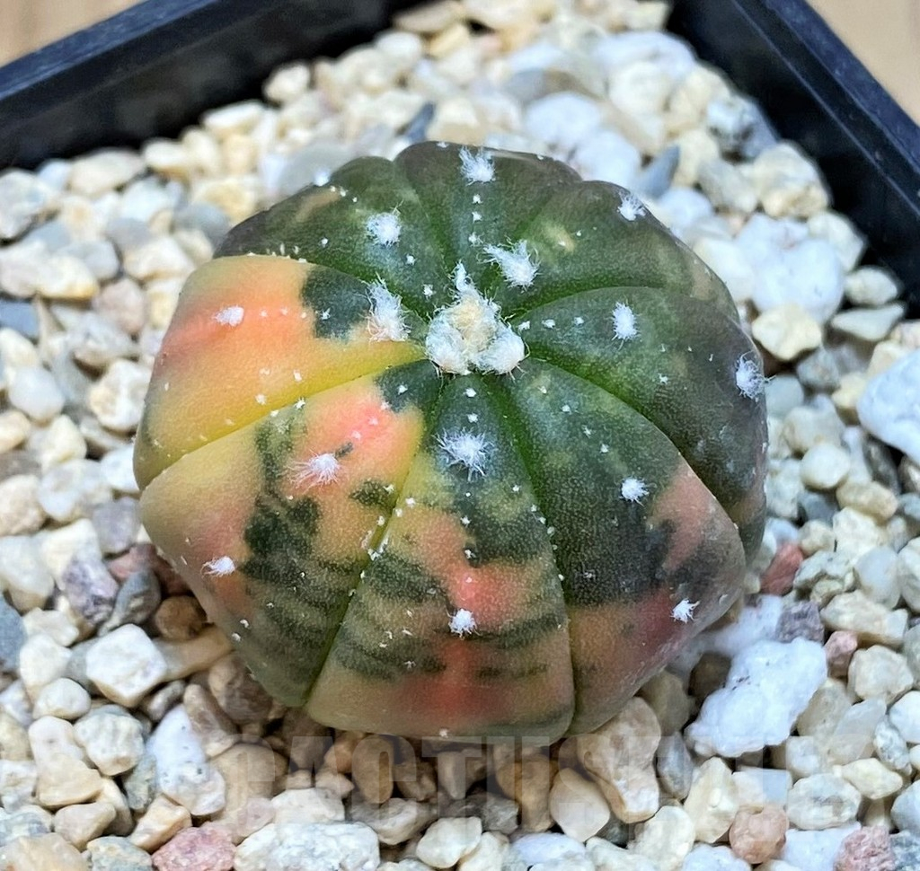 SH2309 Astrophytum asterias ‘Purple Skin Red’