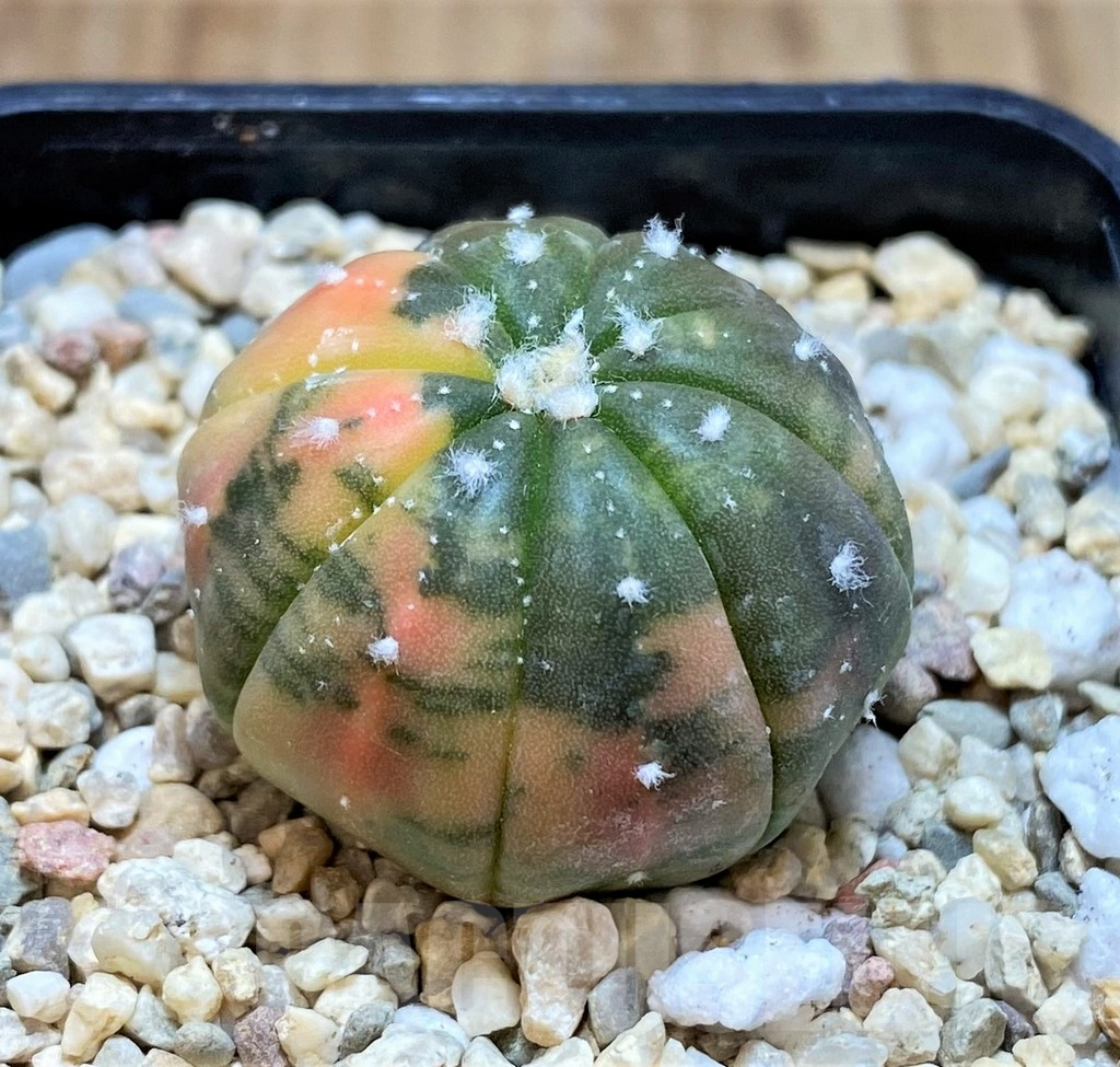 SH2309 Astrophytum asterias ‘Purple Skin Red’ - immagine 2