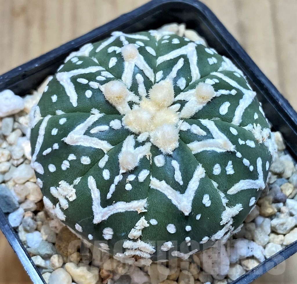 SH2310 Astrophytum asterias ‘Super Kabuto’ V-type f. nudum