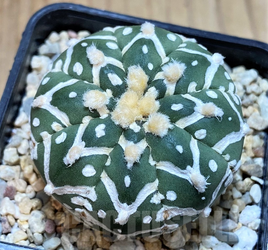 SH2311 Astrophytum asterias ‘Super Kabuto’ V-type f. nudum