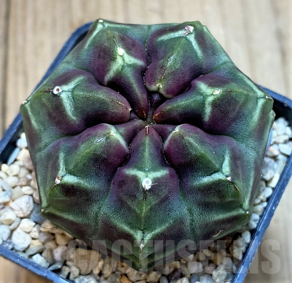 SH2312 Gymnocalycium mihanovichii ‘Day Dream’, seedling