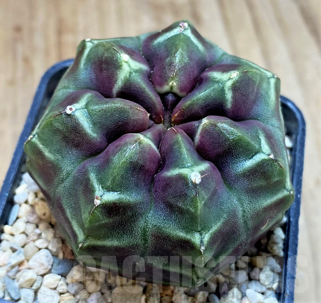 SH2312 Gymnocalycium mihanovichii ‘Day Dream’, seedling - Зображення 2