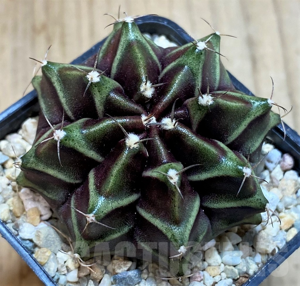 SH2313 Gymnocalycium mihanovichii ‘Black Widow’ x ‘Day Dream’, seedling - Зображення 2