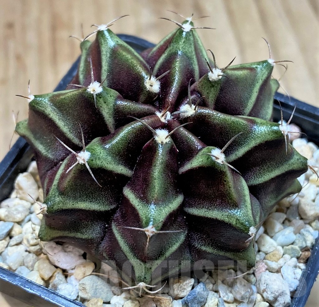 SH2313 Gymnocalycium mihanovichii ‘Black Widow’ x ‘Day Dream’, seedling