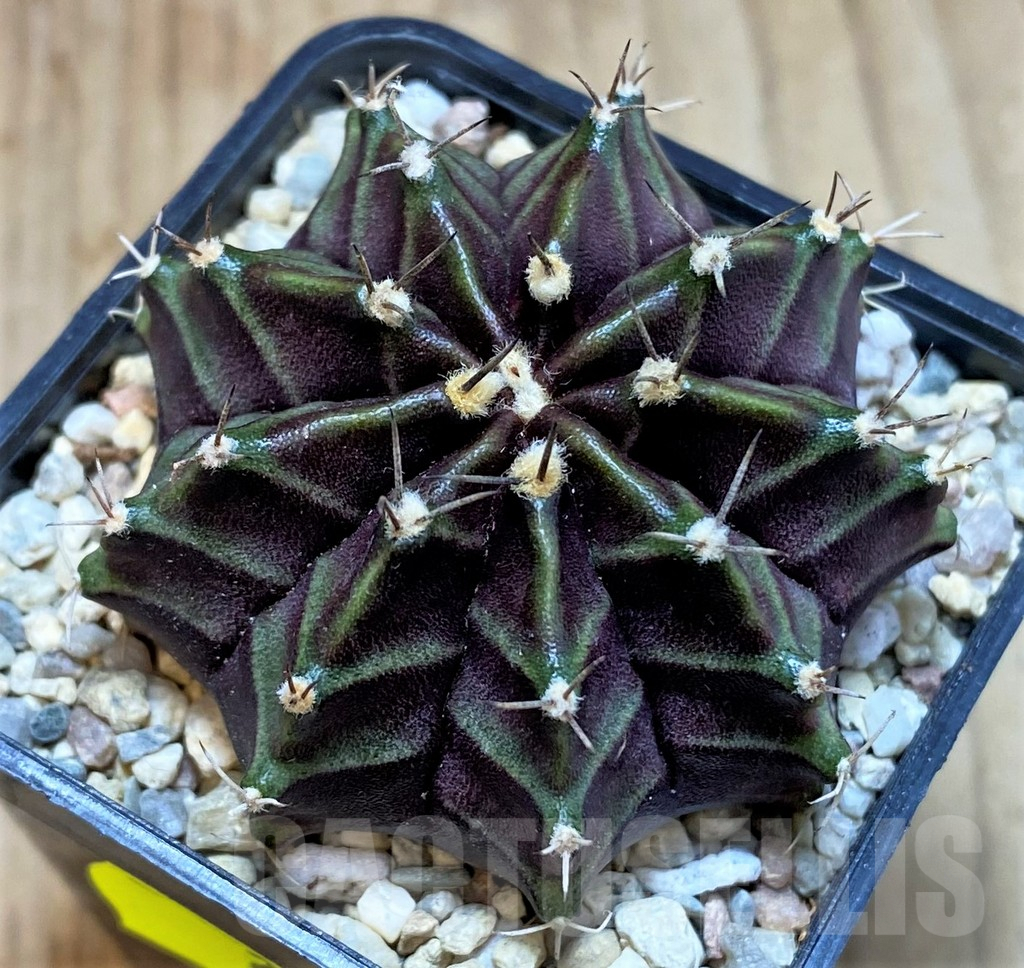 SH2314 Gymnocalycium mihanovichii ‘Black Widow’ x ‘Day Dream’, seedling - Image 2