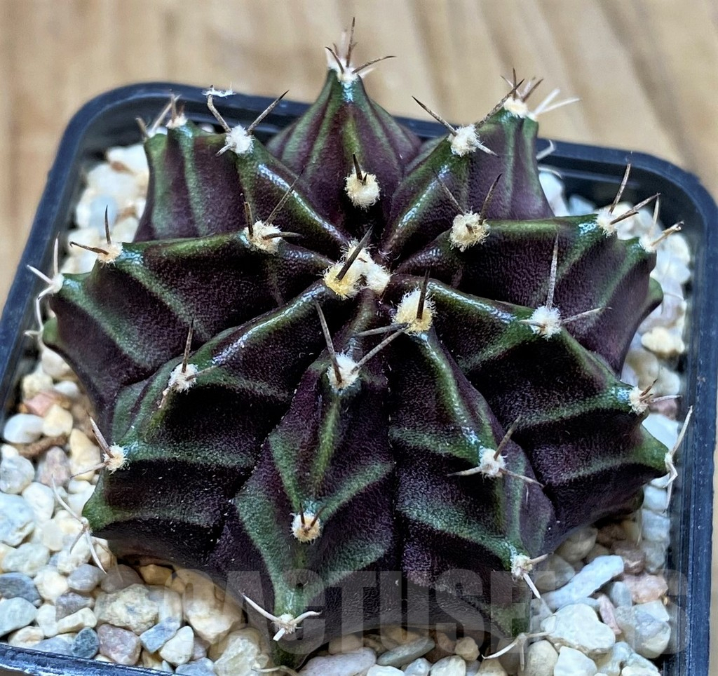 SH2314 Gymnocalycium mihanovichii ‘Black Widow’ x ‘Day Dream’, seedling