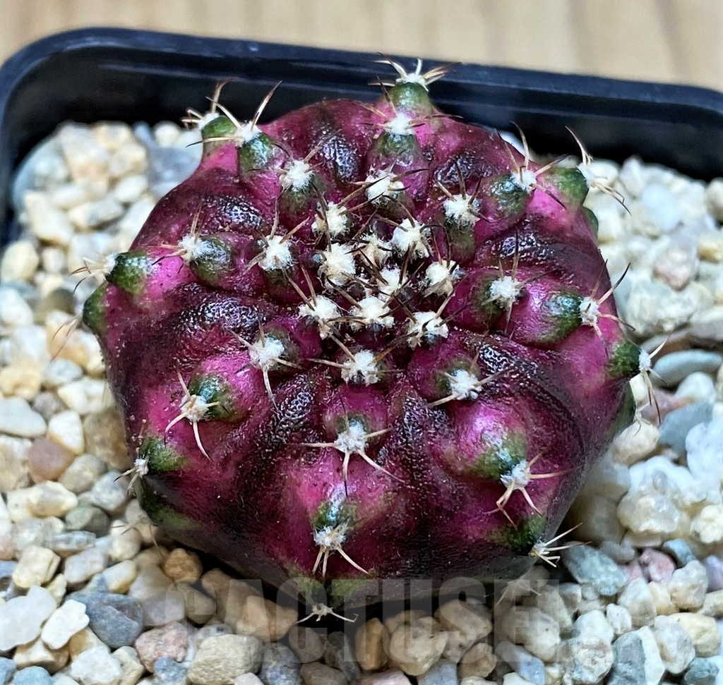 SH2315 Gymnocalycium mihanovichii T-lux, seedling