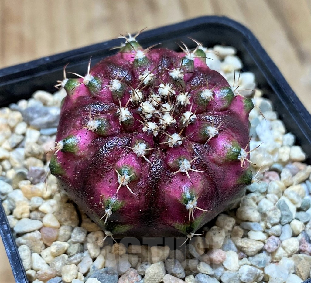SH2315 Gymnocalycium mihanovichii T-lux, seedling - Image 2