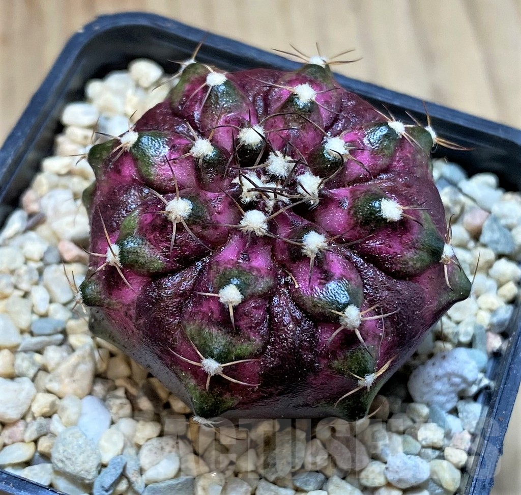 SH2316 Gymnocalycium mihanovichii T-lux, seedling - immagine 2