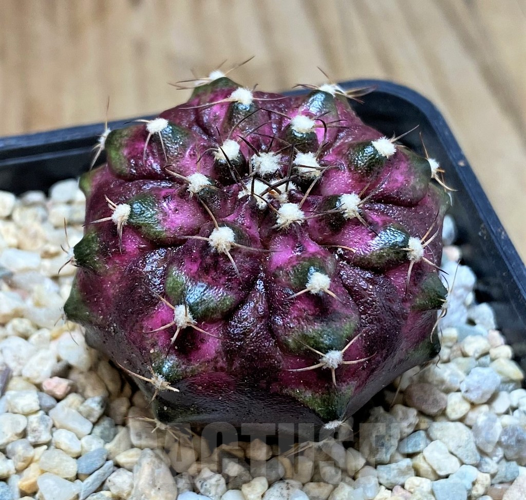SH2316 Gymnocalycium mihanovichii T-lux, seedling