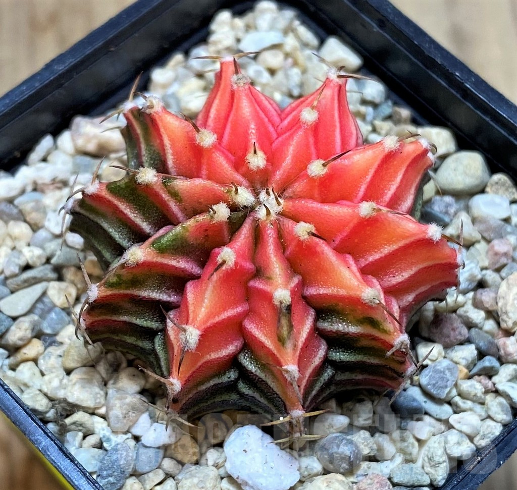 SH2317 Gymnocalycium friedrichii f. variegata, seedling