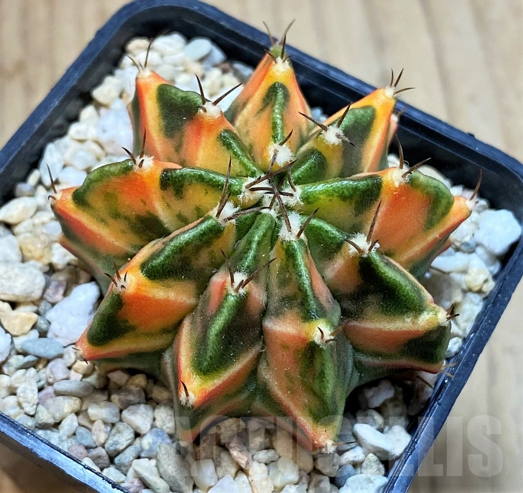 SH2319 Gymnocalycium mihanovichii f. variegata, seedling - Image 2