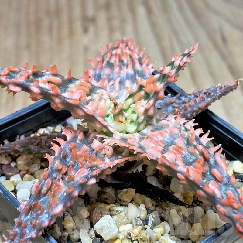 SH2287 Aloe TCT hybrid