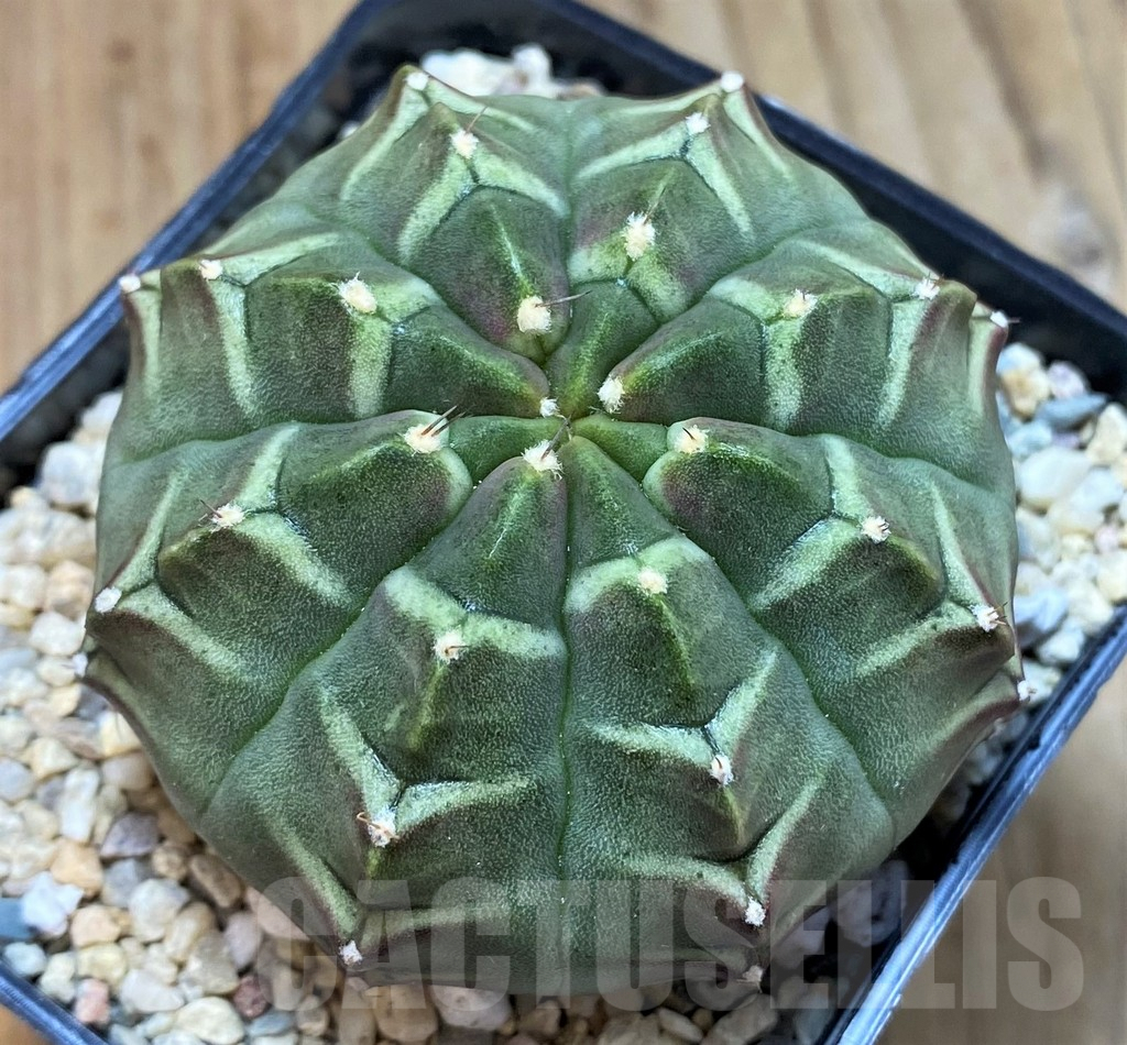 SH2322 Gymnocalycium mihanovichii ‘Day Dream’, seedling