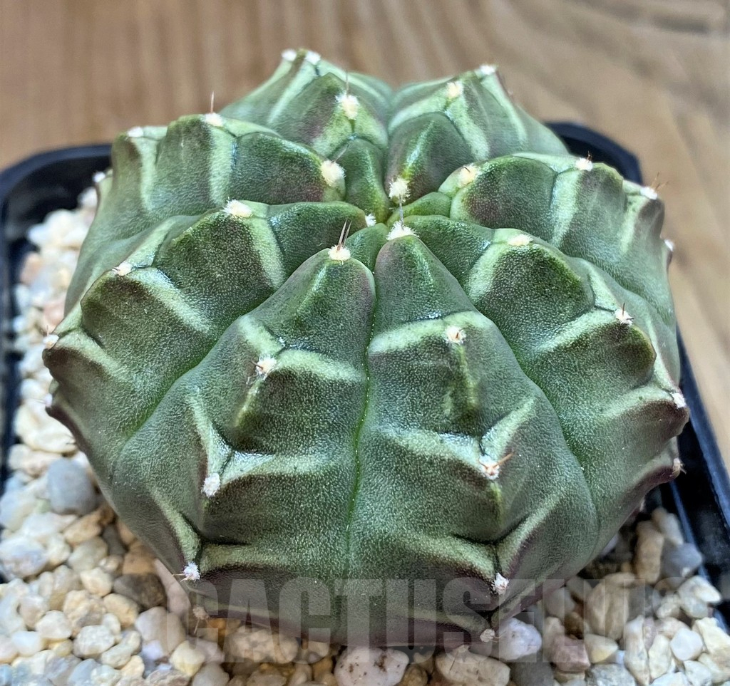 SH2322 Gymnocalycium mihanovichii ‘Day Dream’, seedling - immagine 2