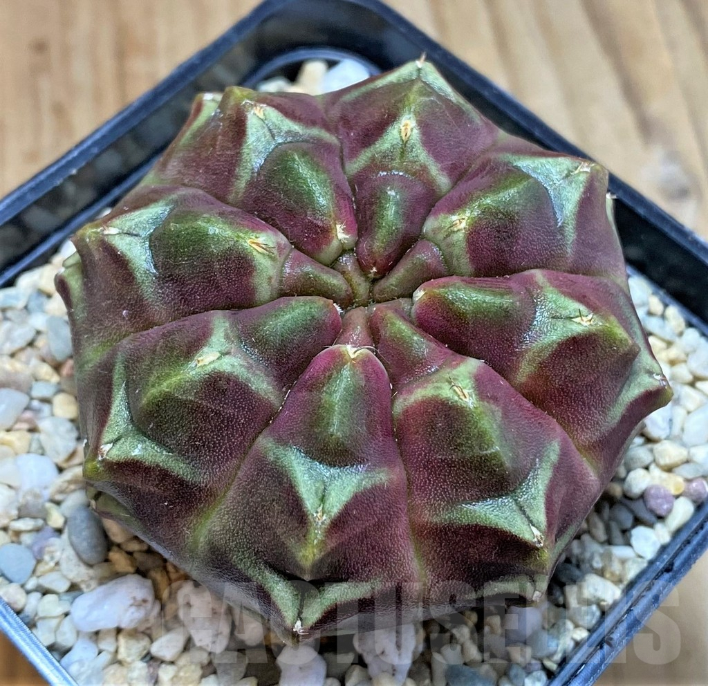 SH2323 Gymnocalycium mihanovichii ‘Day Dream’, seedling