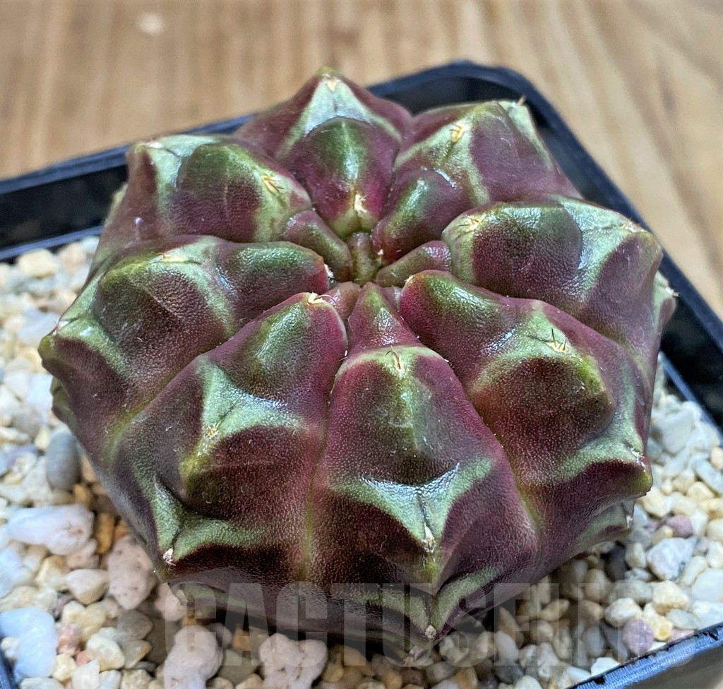 SH2323 Gymnocalycium mihanovichii ‘Day Dream’, seedling - immagine 2