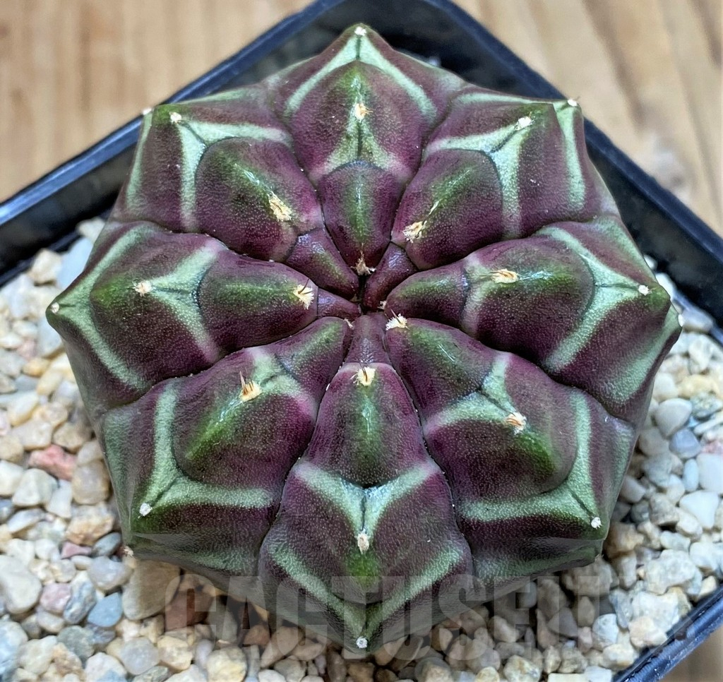 SH2324 Gymnocalycium mihanovichii ‘Day Dream’, seedling
