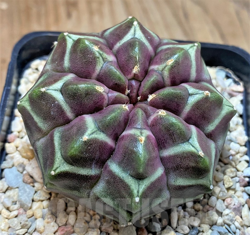 SH2324 Gymnocalycium mihanovichii ‘Day Dream’, seedling - Image 2