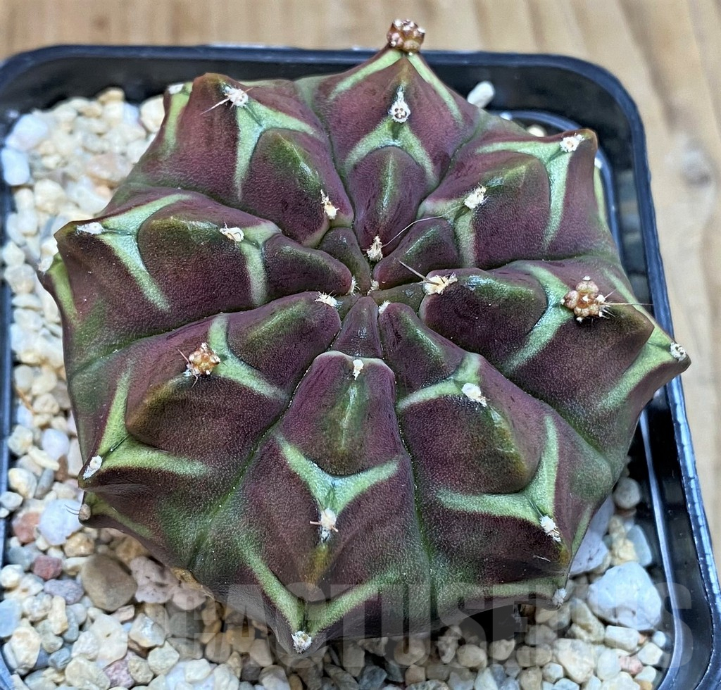 SH2326 Gymnocalycium mihanovichii ‘Day Dream’, seedling - immagine 3